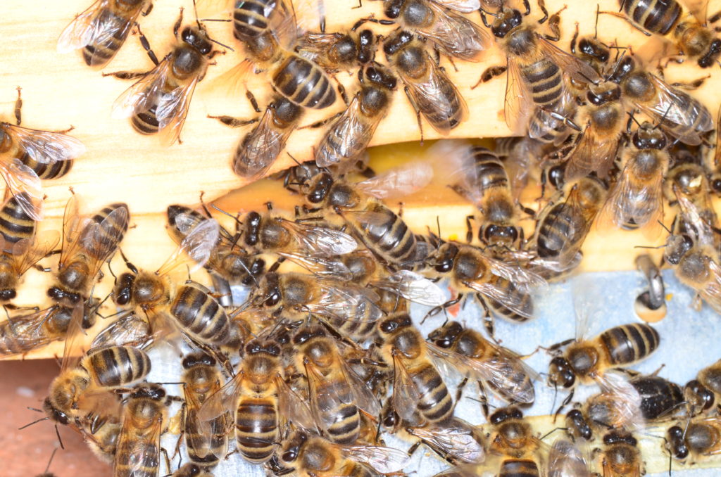 abejas-seccion-abejas