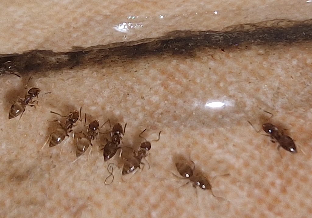 Brachymyrmex-patagonicus-seccion-hormigas
