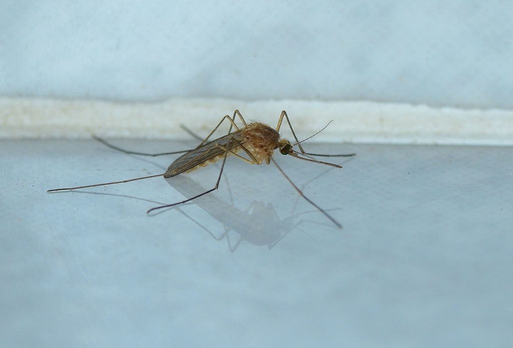 culex-pipiens-mosquito-seccion-mosquitos