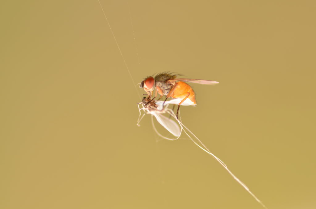 Drosophila-melanogaster-mosca-de-la-fruta-seccion-moscas