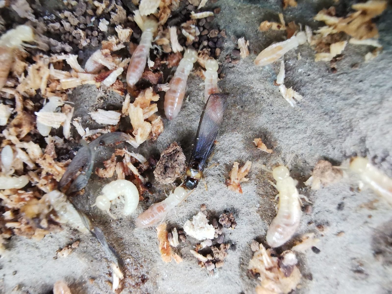kalotermes-seccion-termitas
