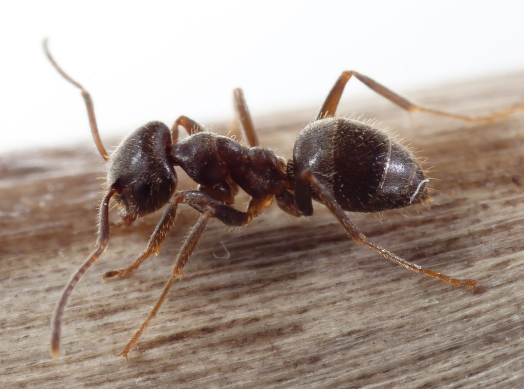 Lasius-grandis-seccion-hormigas