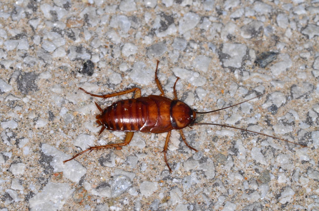 Periplaneta-americana-1-seccion-cucarachas