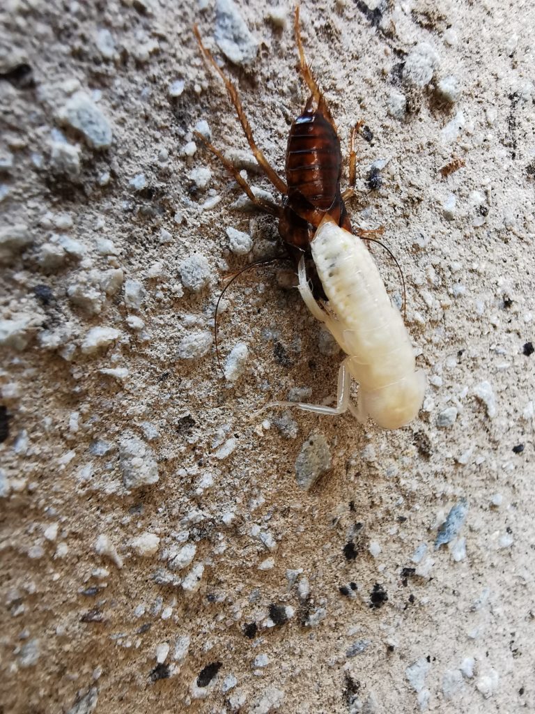 Periplaneta-americana-5-seccion-cucarachas