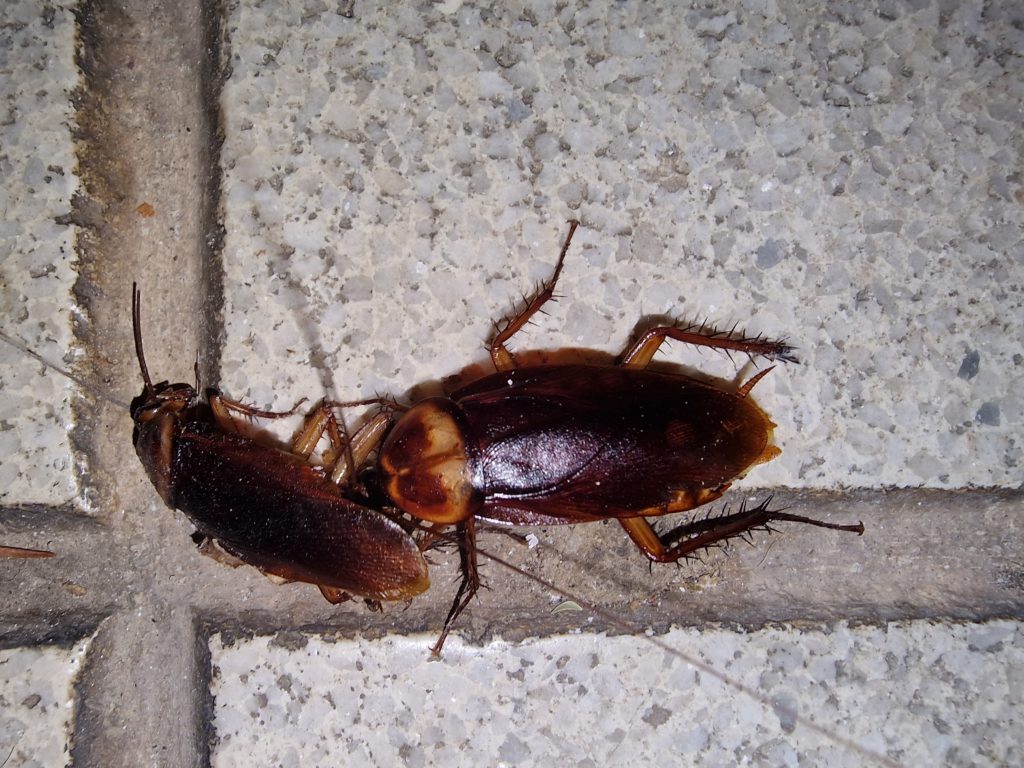 Periplaneta-americana-4-seccion-cucarachas