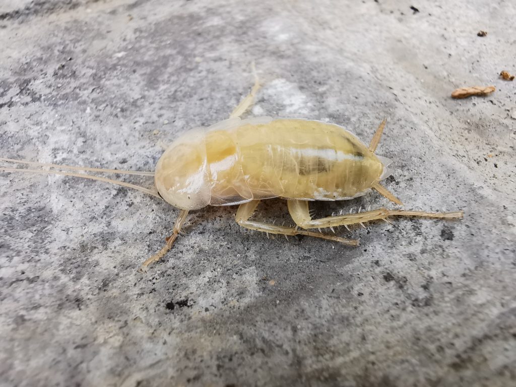 Periplaneta-americana-3-seccion-cucarachas