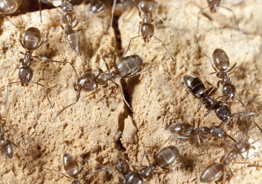 Tapinoma-nigerrimum-seccion-hormigas