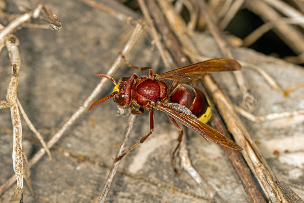 vespa-orientalis-3-seccion-avispas-y-avispones
