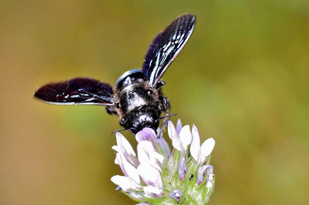 Xylocopa-violacea-seccion-abejas