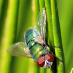 mosca-verde-seccion-moscas