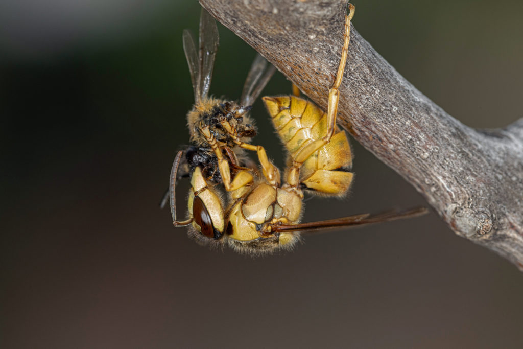 vespa-bicolor-seccion-avispas-y-avispones