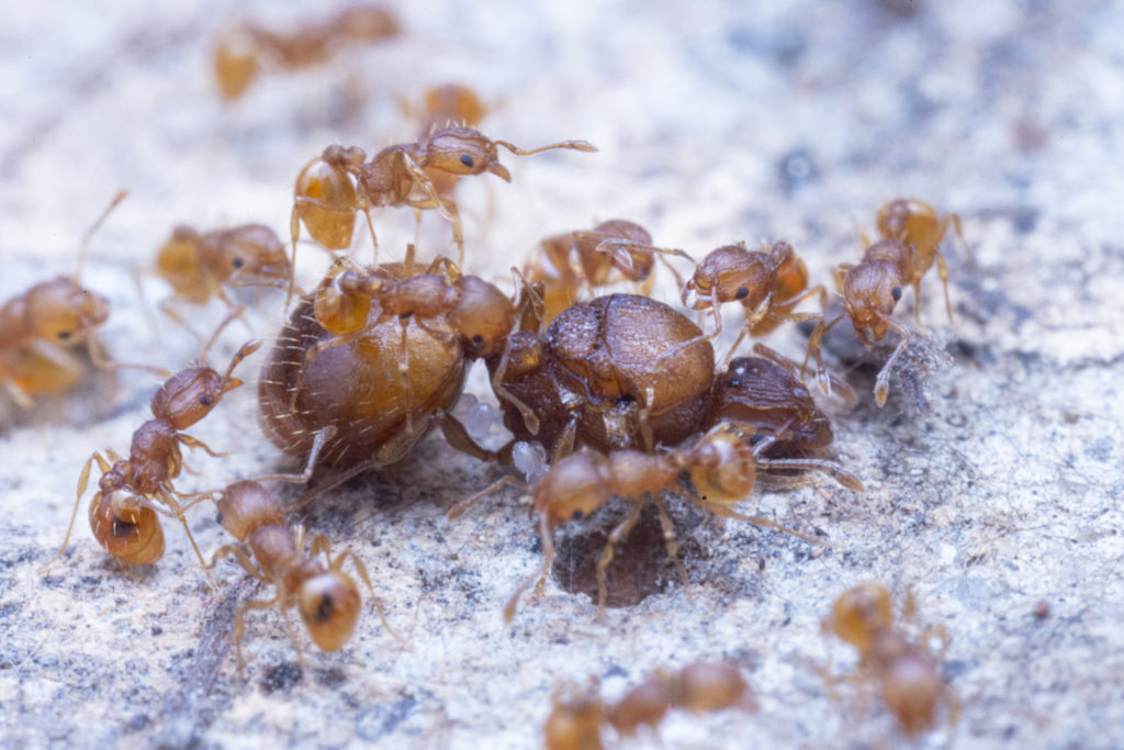 wasmannia-2-seccion-hormigas